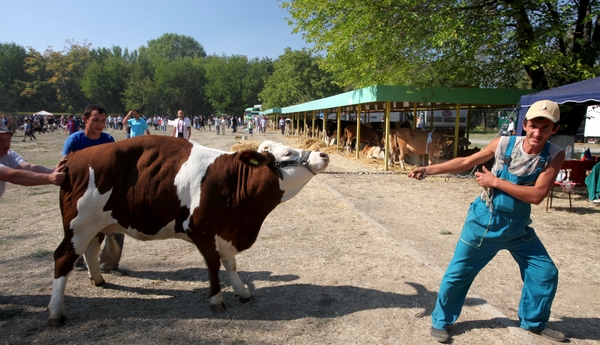 крава инат - изложение по животновъдство Сливен 2012