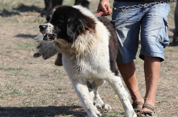 овчарско куче - Каракачанска овчарка