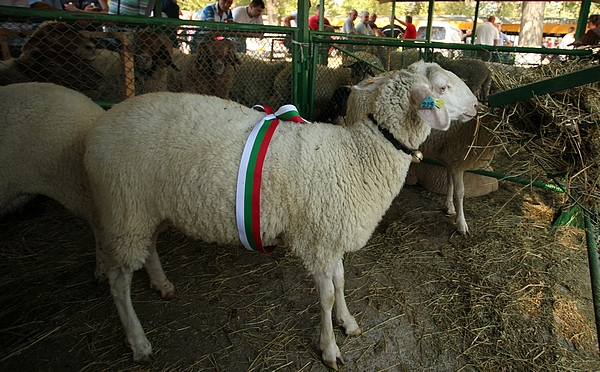 селекция овца - награда - Сливен 2012